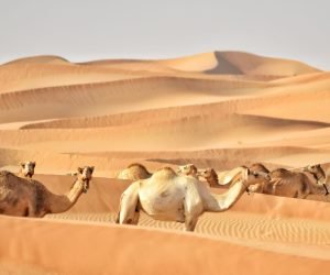 camels-in-the-united-arab-emirates-with-tracking-d-2026-03-20-00-45-04-utc.jpg
